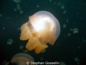 Stingless jellyfish in Jellyfish Lake, Palau. by Stephan Gosselin 